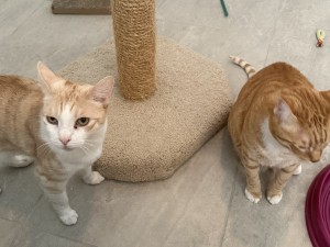 Photo of Ginger And Simone