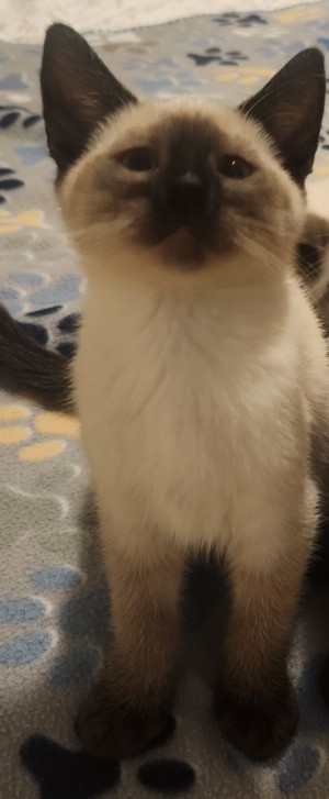 Photo of Sweetie Pie