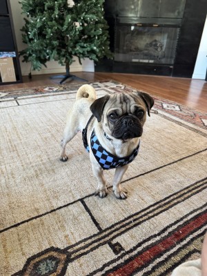 Photo of Frankie