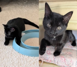 Photo of Chonkasaurus Rex