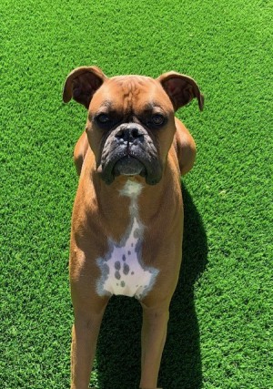 Photo of Chewbacca (Chewy)