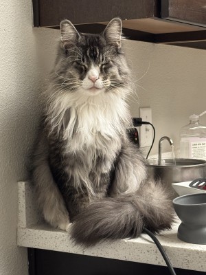 Photo of Jetta