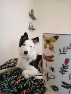 Photo of Fender