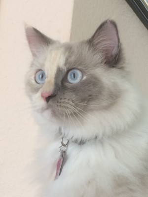 Photo of NIKKI