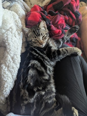 Photo of Dobby