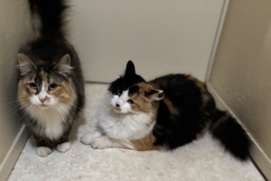 Photo of Roxy And Zoey