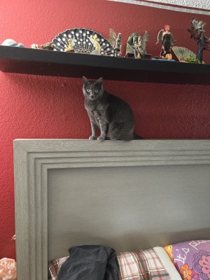 Photo of Lily