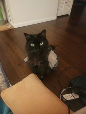 Photo of Mochi