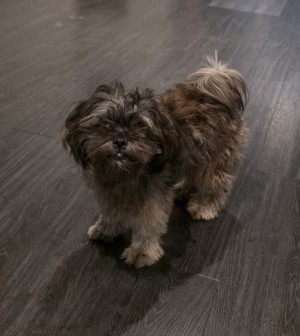 Photo of Gizmo