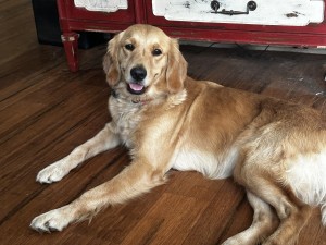Photo of Bella