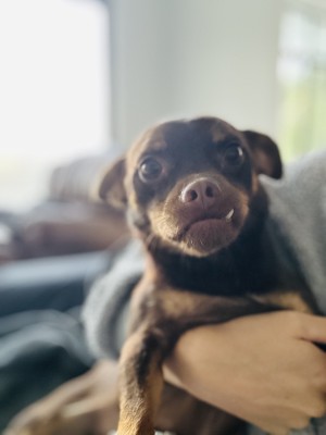 Photo of Snickers