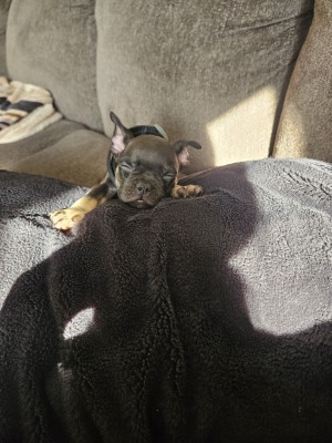 Photo of Trigger