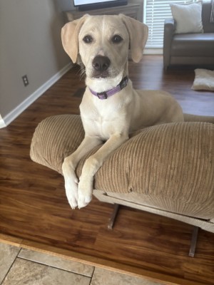 Photo of Darcy