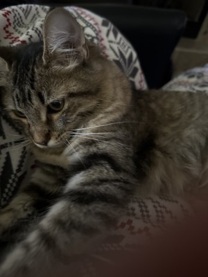 Photo of Ziggy