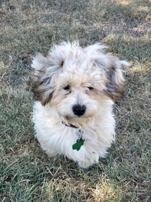 Photo of Chewbacca "Chewy"