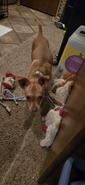 Photo of Cooper