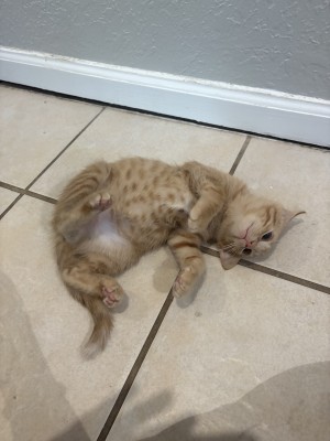 Photo of Leonardo