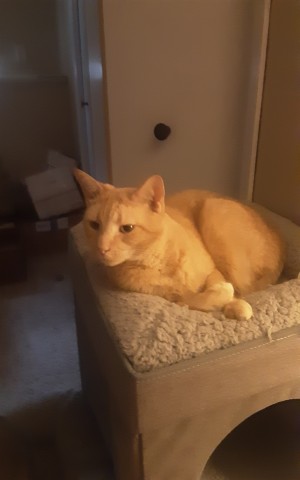 Photo of Tommy