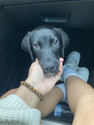 Photo of Mojo(Anakin)