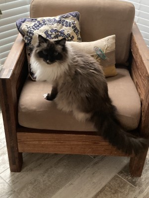 Photo of Opal