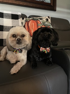 Photo of Auzzie & Mollie