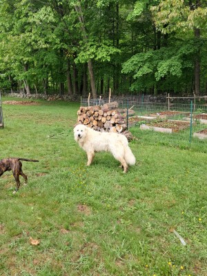 Photo of Trixie