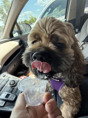 Photo of Priscilla(Prissy)