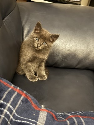 Photo of Tiki