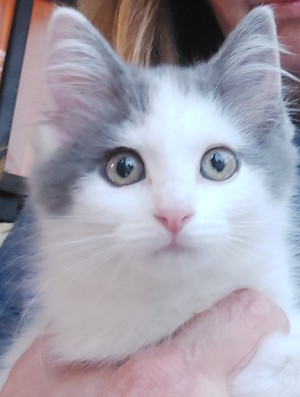 Photo of Sprinkles