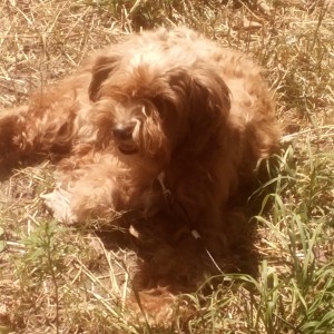 Photo of Rosie