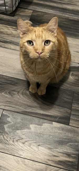 Photo of Tigger