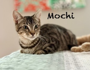 Photo of Mochi