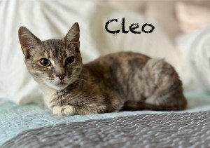 Photo of Cleo