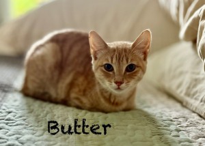 Photo of Butter