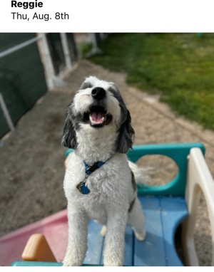Photo of Reggie
