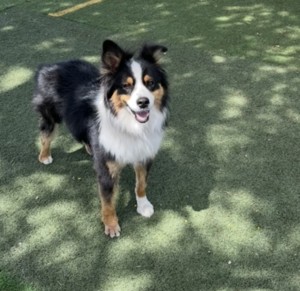 Photo of Duke