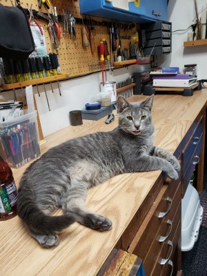 Photo of Bo