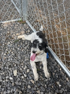 Photo of Poptart/Poppy