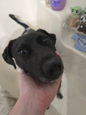 Photo of Finley