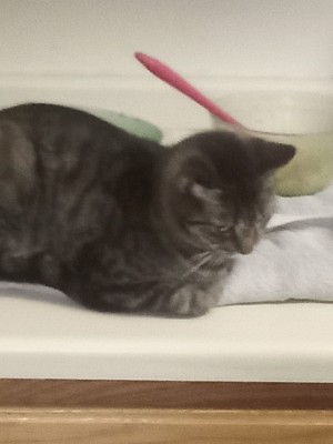 Photo of Girly Twirly