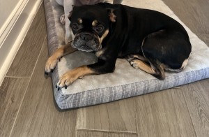 Photo of Coco