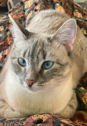 Photo of Luna
