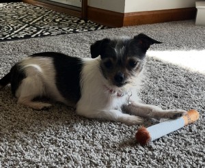 Photo of Hammy