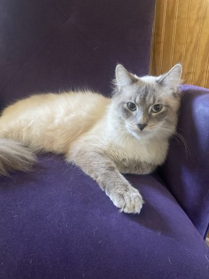 Photo of Jackie Moon (kitten)