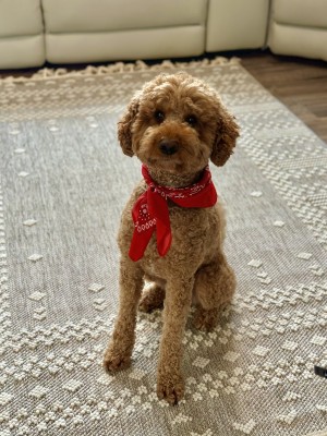 Photo of Teddy