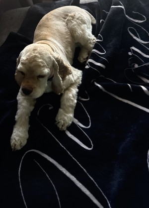 Photo of Snickerdoodles