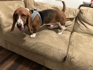 Photo of Bo