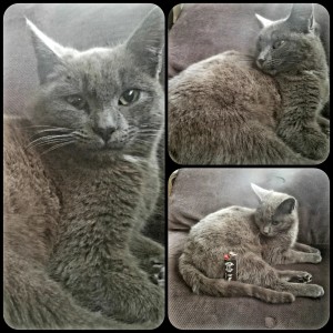 Photo of Cat Stevens