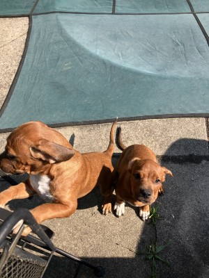 Photo of Big Twin & Little Twin