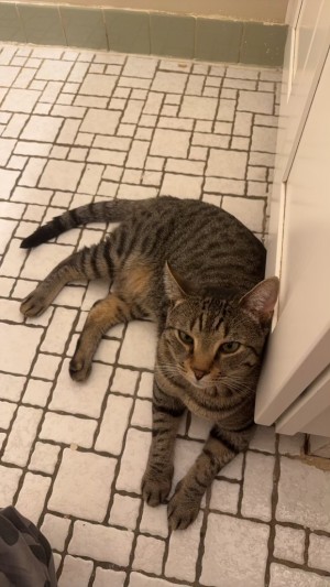 Photo of Tyga